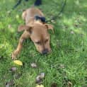 Photo of Remy