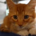 Photo of Butters