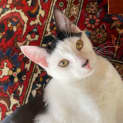 Photo of Portia Located In Northcote