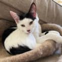 Photo of Portia Located In Northcote