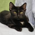 Photo of Zelda