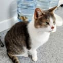 Photo of Bamboo
