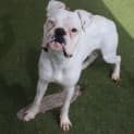 Photo of Barney