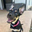 Photo of Tilly
