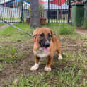 Photo of Gemini