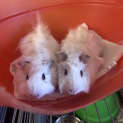 Photo of Thistle