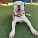 Photo of Roscoe