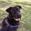 Photo of Enzo