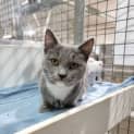 Photo of Lilac