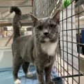 Photo of Lilac