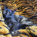 Photo of Stella