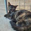 Photo of Stella