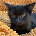 Photo of Dorito