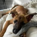 Photo of Roo