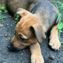 Photo of Nim