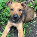 Photo of Nim