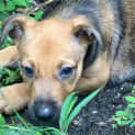 Photo of Nim