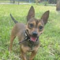 Photo of Cricket