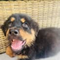 Photo of Arlo 9 Week Old Rottweiler X (Trial)