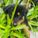 Photo of Arlo 9 Week Old Rottweiler X (Trial)