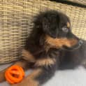 Photo of Arlo 9 Week Old Rottweiler X (Trial)