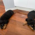 Photo of Arlo 9 Week Old Rottweiler X (Trial)