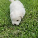 Photo of Alice   6 Week Old Maltese (Trial)