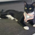 Photo of Kitten