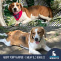 Photo of Poppy & Piper 3 Year Old Beagles (Trial)