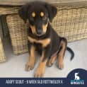 Photo of Scout 9 Week Old Rottweiler X (Trial)