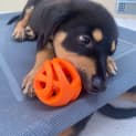 Photo of Scout 9 Week Old Rottweiler X (Trial)