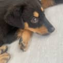 Photo of Scout 9 Week Old Rottweiler X (Trial)