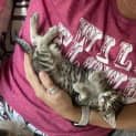 Photo of Alinta **2nd Chance Cat Rescue**