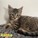 Photo of Alinta **2nd Chance Cat Rescue**