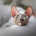 Photo of Spicks'n Specks **2nd Chance Cat Rescue**