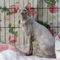 Photo of Spicks'n Specks **2nd Chance Cat Rescue**
