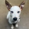 Photo of Cotton
