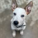 Photo of Cotton