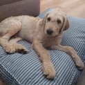 Photo of Romeo 