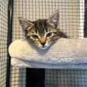 Photo of Arizona **2nd Chance Cat Rescue **
