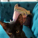 Photo of Chaya