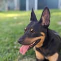 Photo of Stormi 2 Year Old (Trial)