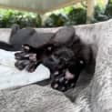 Photo of Sabine 10 Week Old Domestic Short Hair