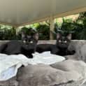 Photo of Sabine 10 Week Old Domestic Short Hair