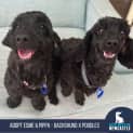 Photo of Esme & Pippa 4 & 5 Year Old Poodle X (Trial)
