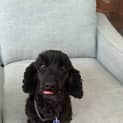 Photo of Esme & Pippa 4 & 5 Year Old Poodle X (Trial)