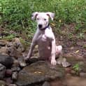 Photo of Treh