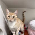 Photo of Clover