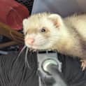 Photo of Scampi