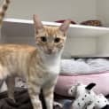 Photo of Clover